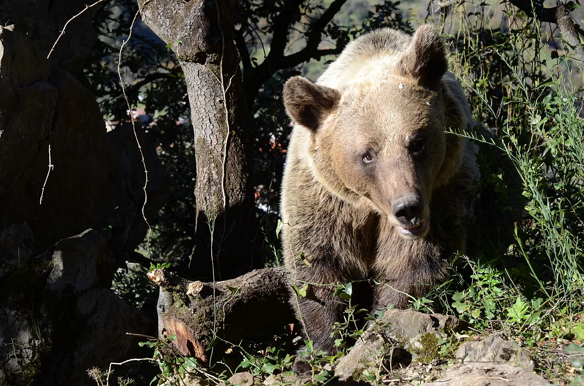 Del oso pardo español  vegetariano  al carnívoro en Escandinavia: radiografía de su distribución por Europa