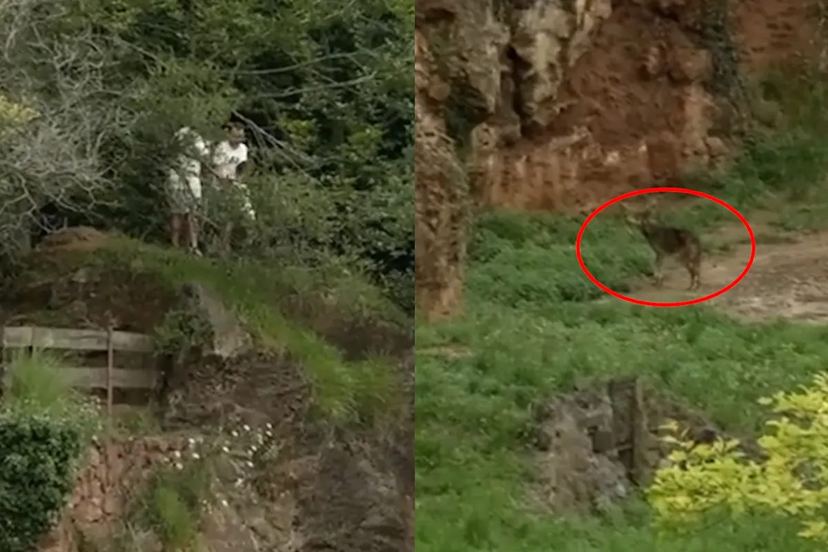 Unos turistas y un menor se cuelan en el recinto de lobos de Cabárceno (Cantabria)