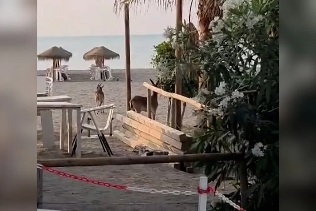 Dos cabras aparecen en una playa de Málaga para sorpresa de sus vecinos