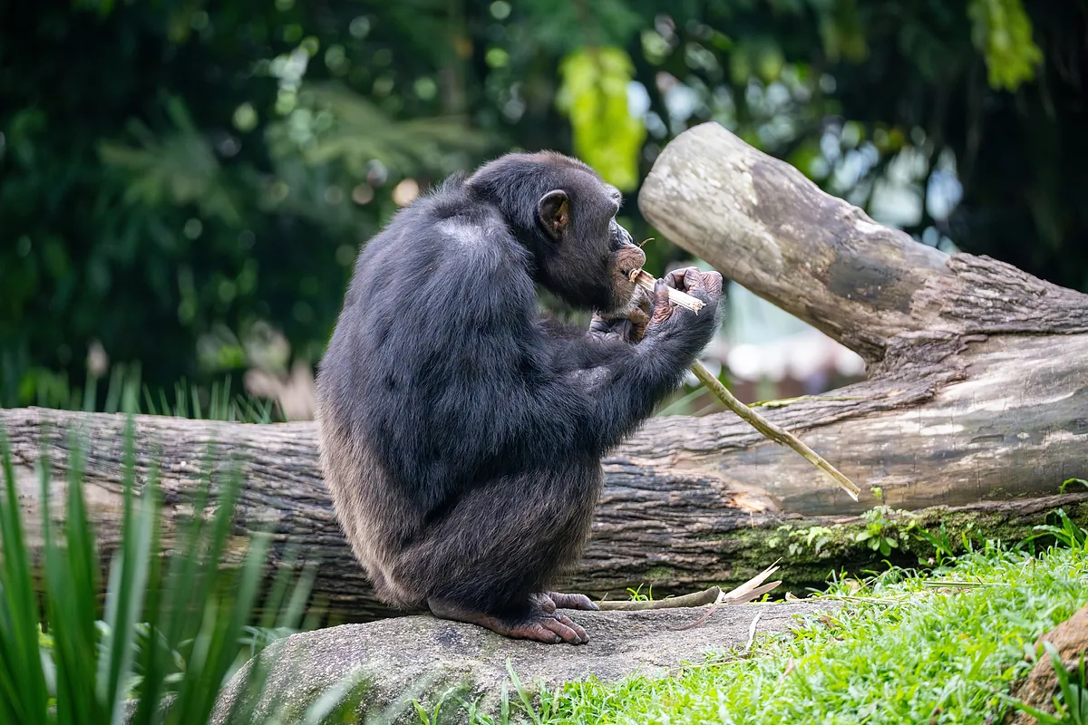 Graban a chimpancés usando plantas medicinales para tratar sus heridas