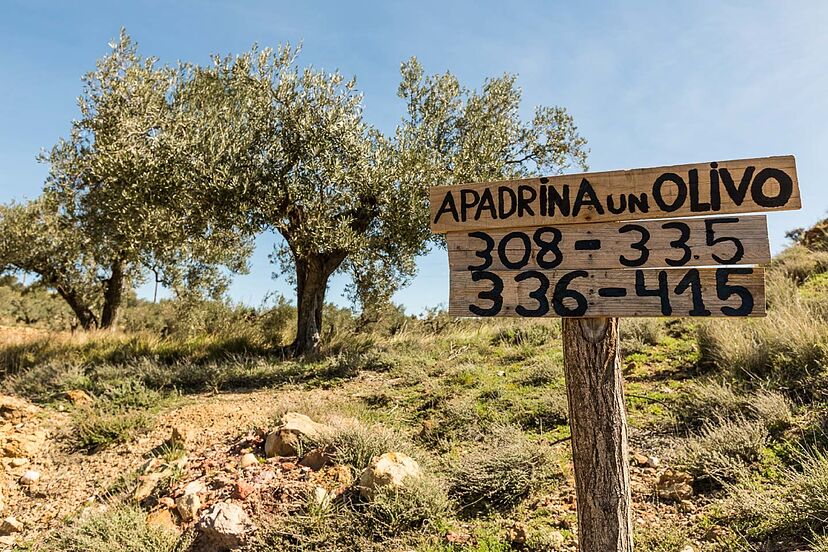 Apadrina un Olivo, la iniciativa ciudadana que salva pueblos en fase  terminal | Medio Ambiente