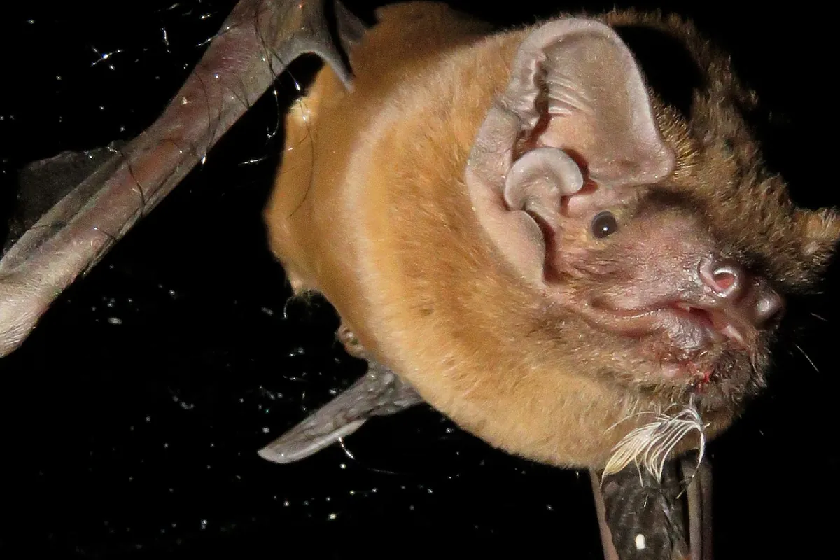 Graban por primera vez a un murciélago engullendo a un pájaro en pleno vuelo nocturno en Doñana