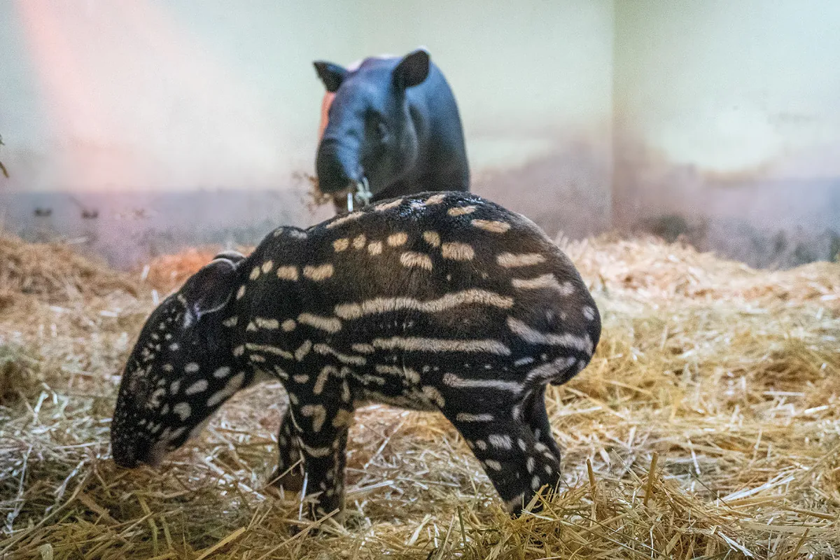 Nace en Fuengirola el primer tapir malayo de España, especie en peligro grave de extinción