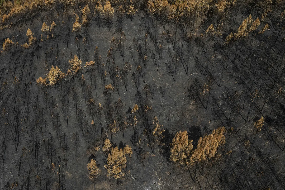 Pirómanos en tierra quemada