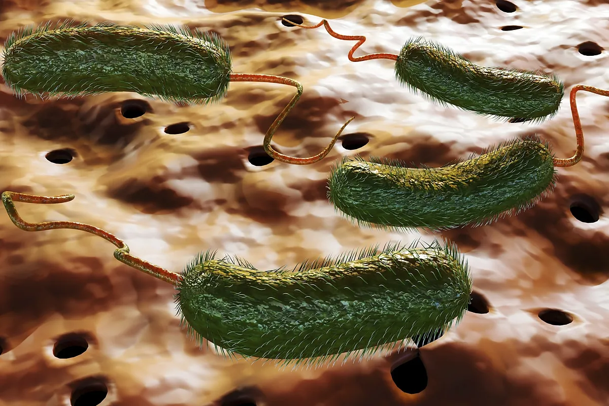 Europa pone el foco en la expansión geográfica de la bacteria  carnívora  ante el aumento de casos en el Mar Báltico