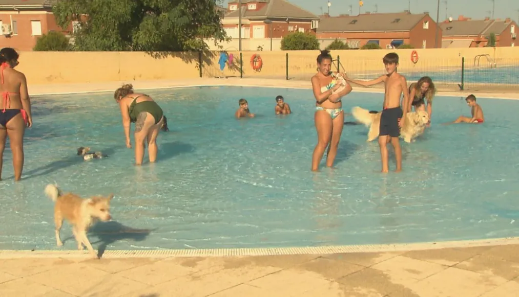 La Comunidad desautoriza a Parla la actividad de baño con perros en la piscina municipal como cierre de temporada