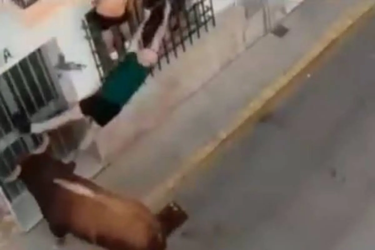 Muere un hombre corneado por un toro en las fiestas de Ubrique (Cádiz)