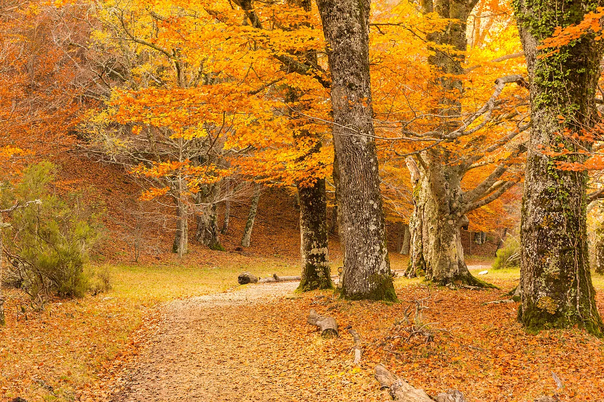 Cinco excursiones imprescindibles por España para disfrutar de uno de los mejores momentos de la naturaleza