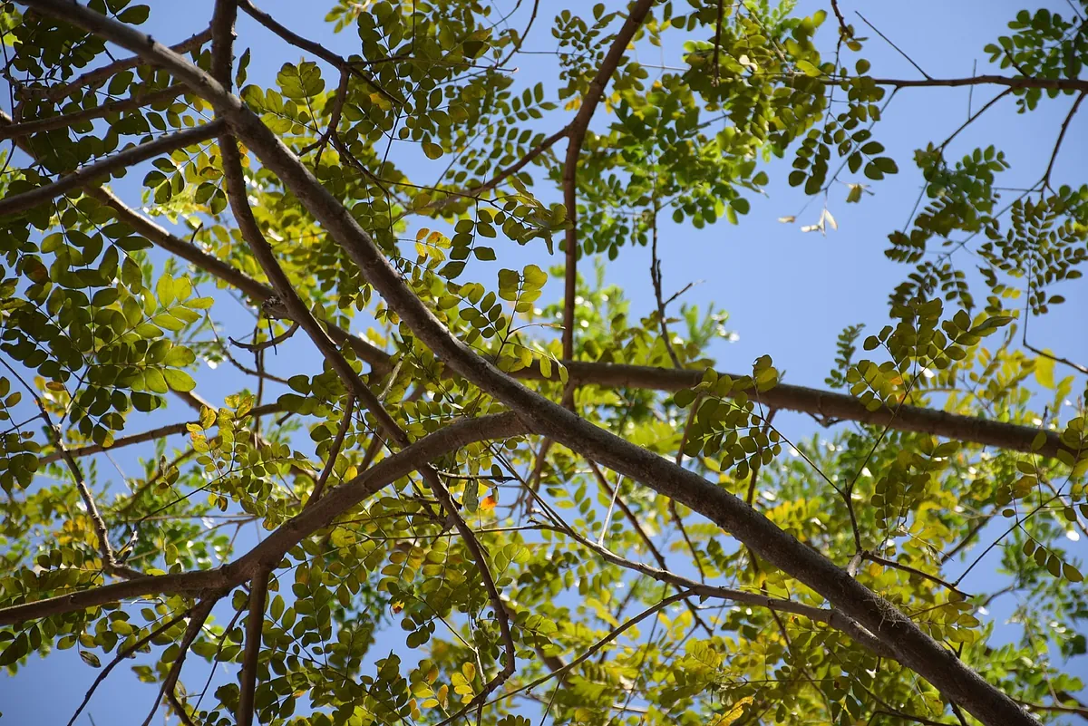 Adiós a los problemas vecinales: así debes actuar si sus ramas de árbol o setos invaden la acera