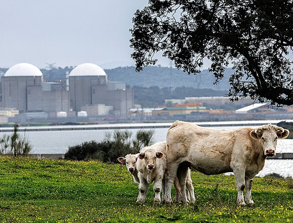La energía solar en Extremadura bate récords de desperdicio de hasta el 60% de la producción:  Los nudos están muy estresados 