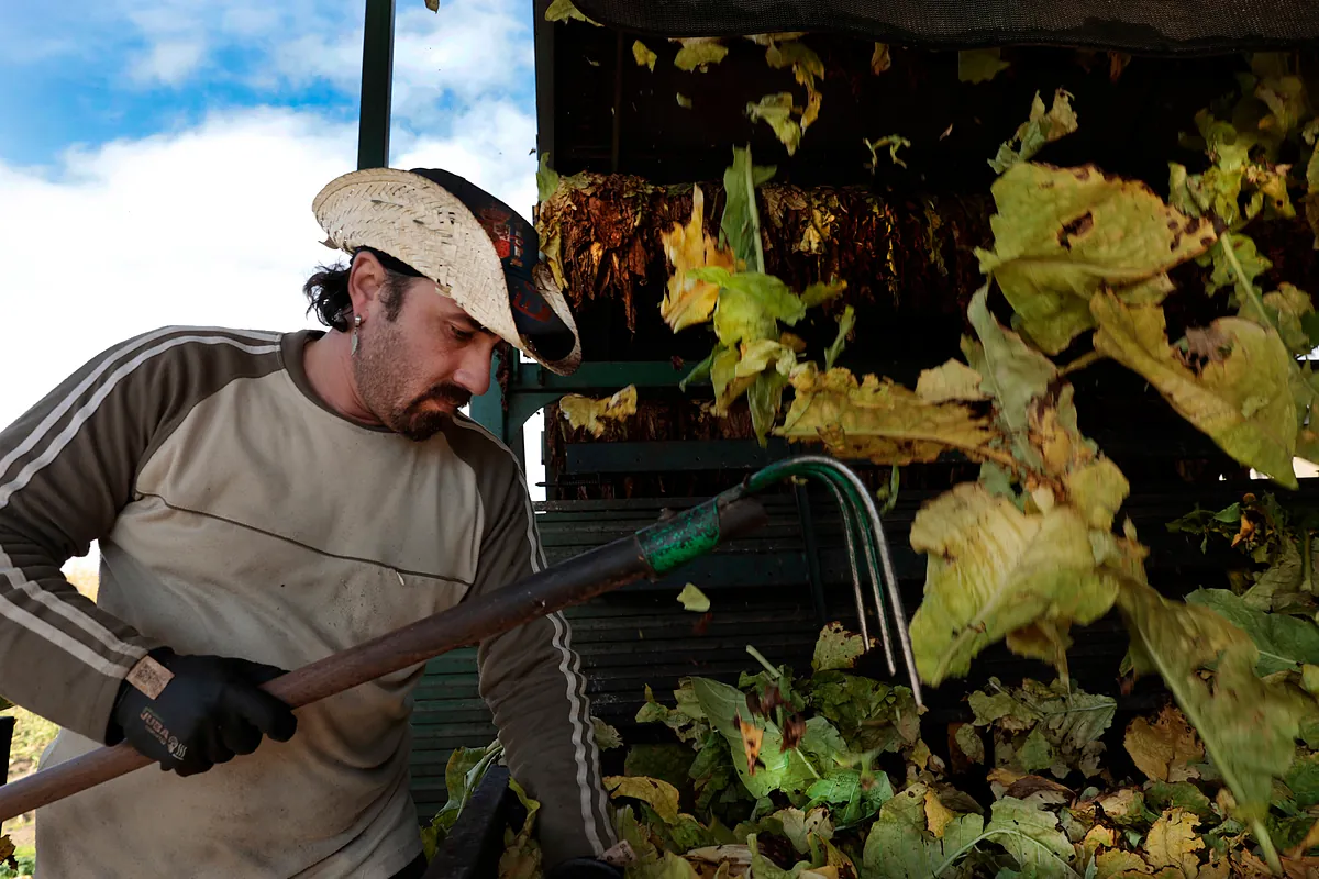 Así se vive en Extremadura el  fin  del cultivo de tabaco:  No hay alternativas 