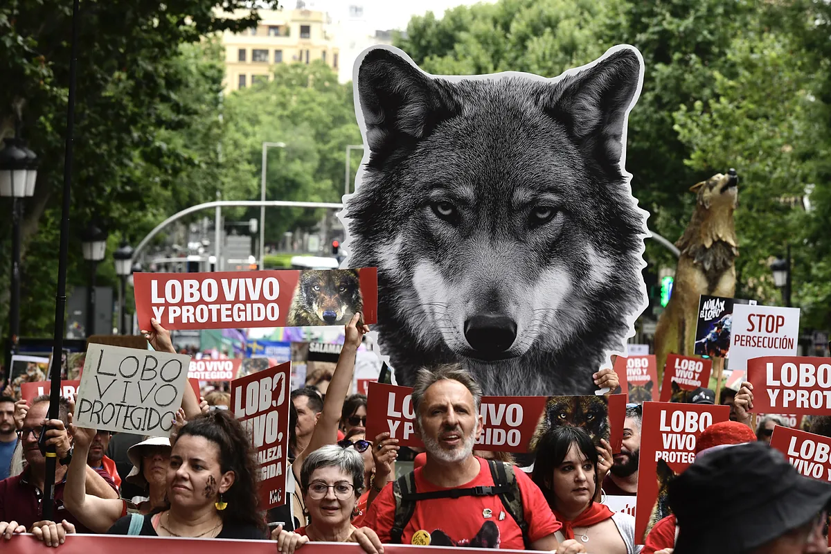 Manifestación en defensa del lobo en Madrid: ecologistas y activistas exigen su protección con criticas al Gobierno y al PP