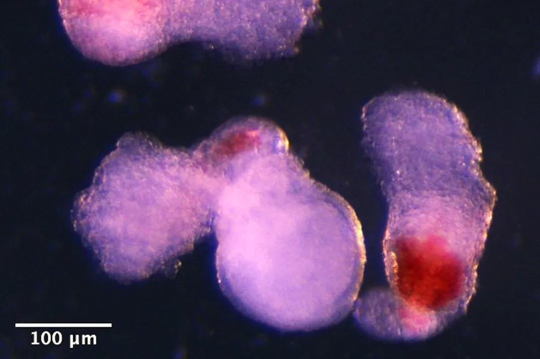 Científicos de Cambridge desarrollan modelos de embrión en laboratorio que producen células sanguíneas o "hematoides"